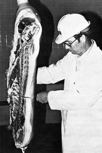 Pork Carcass Evaluation and Procedures - Image 10