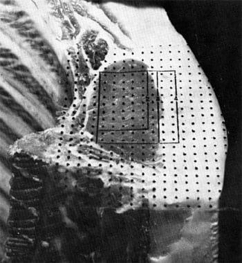 Pork Carcass Evaluation and Procedures - Image 11
