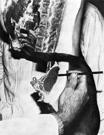 Pork Carcass Evaluation and Procedures - Image 12
