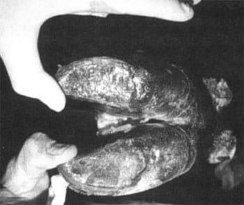 Foot Rot in Grazing Cattle - Image 1