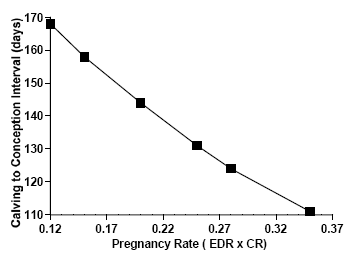 Managing The Postpartum Cow To Maximize Pregnancy Rates - Image 1