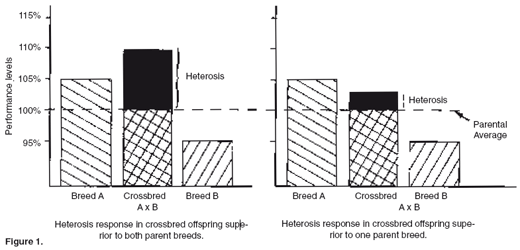 Evaluating Breeds of Swine for Crossbreeding Programs - Image 5