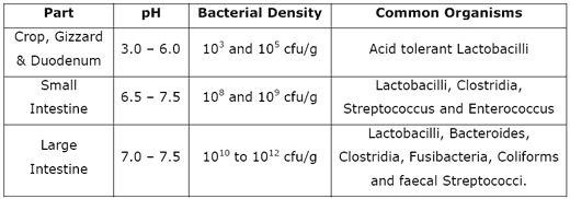 Modern Dietary Approach to Prevent Enteric Disorders in Commercial Poultry Production - Image 1