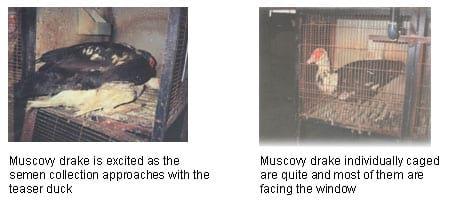 Hatchability Problems in Muscovy Duck Eggs and Artificial Insemination Process - Image 1