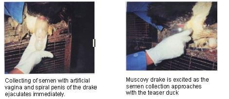 Hatchability Problems in Muscovy Duck Eggs and Artificial Insemination Process - Image 2