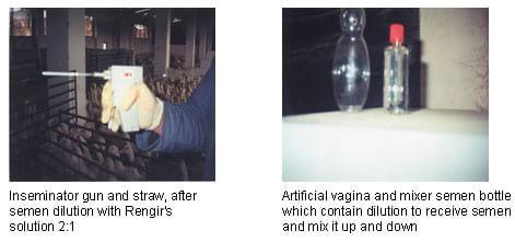 Hatchability Problems in Muscovy Duck Eggs and Artificial Insemination Process - Image 3