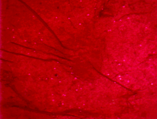 Achieving and Maintaining Fertility in Broiler Breeders - Image 1