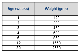 Achieving and Maintaining Fertility in Broiler Breeders - Image 3