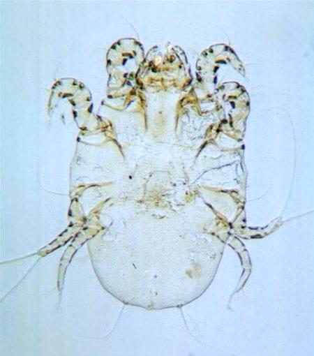 External Parasites on Swine - Image 2