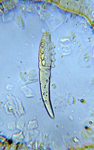 External Parasites on Swine - Image 3