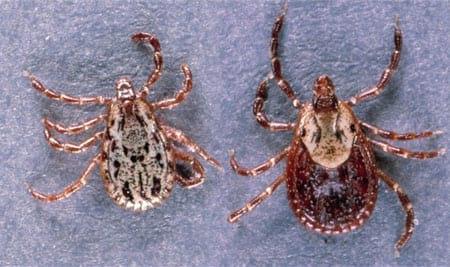 External Parasites on Swine - Image 4