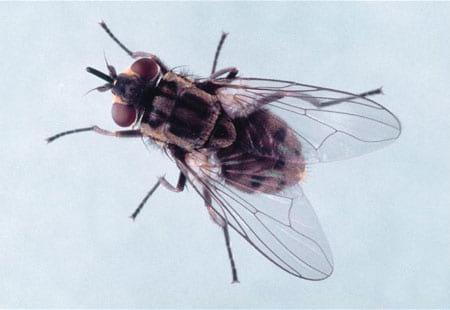 External Parasites on Swine - Image 7