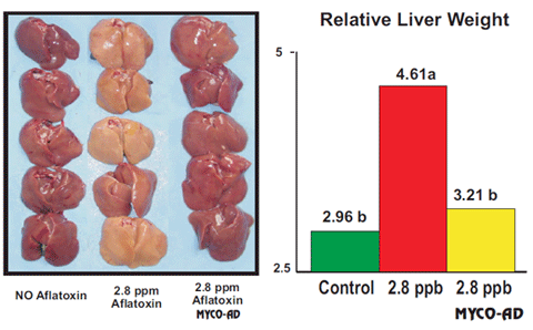 TARGET ORGANS - The key to an effective mycotoxins adsorbent - Image 5