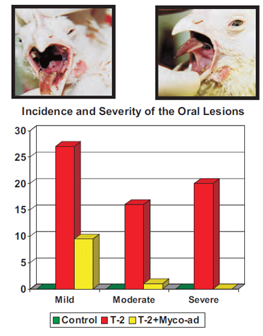 TARGET ORGANS - The key to an effective mycotoxins adsorbent - Image 9
