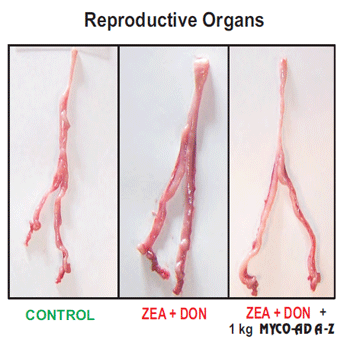 TARGET ORGANS - The key to an effective mycotoxins adsorbent - Image 6