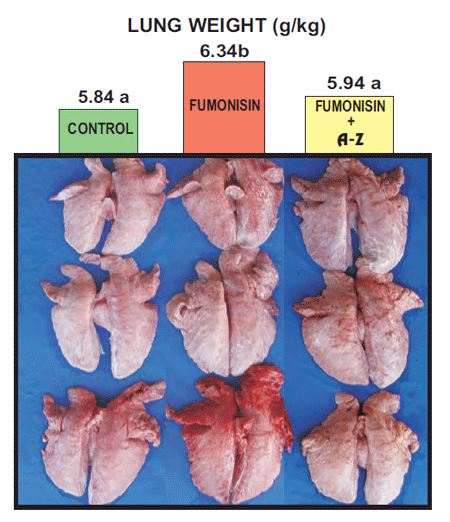 TARGET ORGANS - The key to an effective mycotoxins adsorbent - Image 11