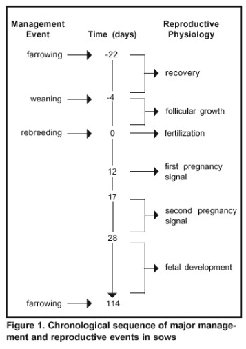 Using Reproductive Physiology to Troubleshoot Fertility Problems (Part 1) - Image 1