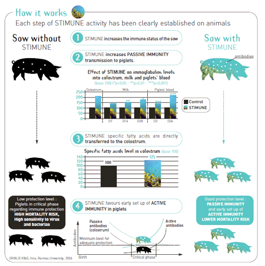 Using marine fatty acids to improve immunity transfer and piglet survival - Image 4