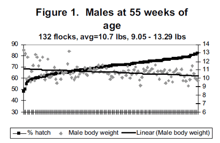 Management to Minimize Reduction in Fertility and Hatchability Late in Lay - Image 1