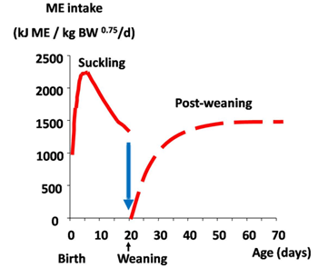 An update on the use of acidifiers in piglet diets - Image 2