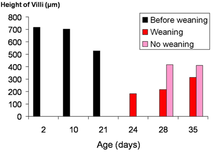 An update on the use of acidifiers in piglet diets - Image 3
