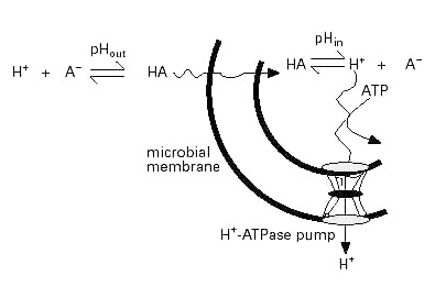 An update on the use of acidifiers in piglet diets - Image 4