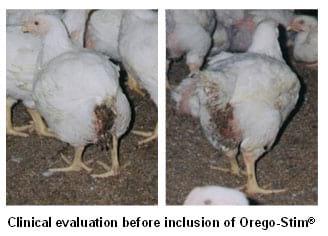 Ban on AGPS in the EU: impact on the Asian Poultry Industry - Image 1