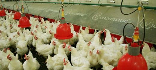 The advantages of automatic hatching egg collection - Image 2