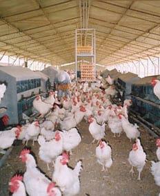 The advantages of automatic hatching egg collection - Image 4