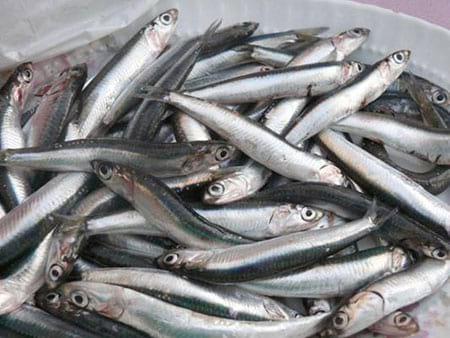 Fresh fish for high quality fish meal - Image 1