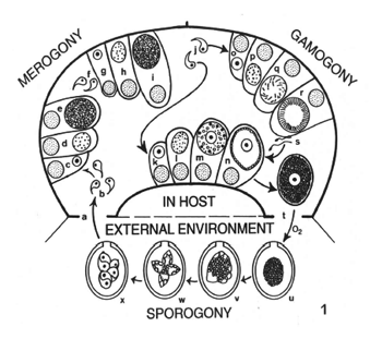 PIGLET COCCIDIOSIS - Image 2