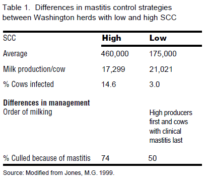 Cow Longevity - Image 3
