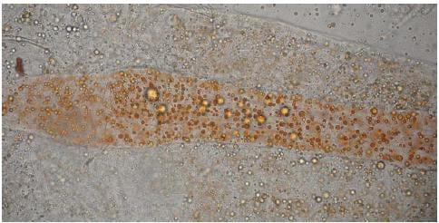 Health & nutrition developments in the rearing of marine fish larvae - Image 3