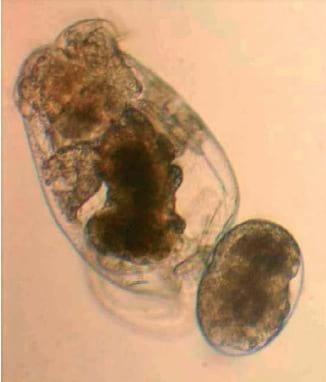 Health & nutrition developments in the rearing of marine fish larvae - Image 2