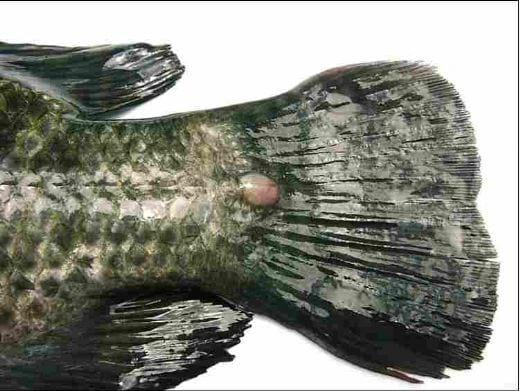 Advances in fish health management: Vaccination of tilapia against Streptococcus agalactiae - Image 2