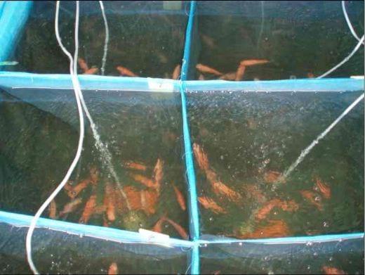 Advances in fish health management: Vaccination of tilapia against Streptococcus agalactiae - Image 5