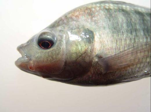 Advances in fish health management: Vaccination of tilapia against Streptococcus agalactiae - Image 7