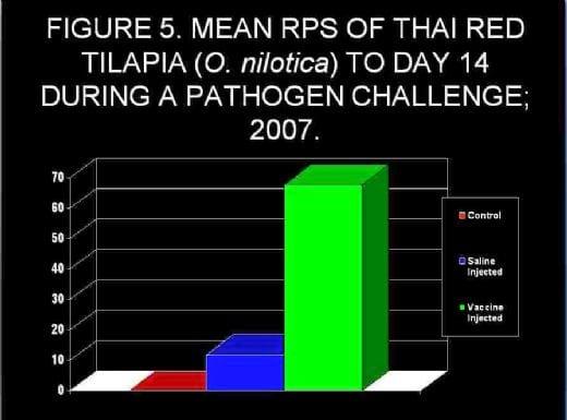 Advances in fish health management: Vaccination of tilapia against Streptococcus agalactiae - Image 13