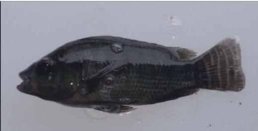 Advances in fish health management: Vaccination of tilapia against Streptococcus agalactiae - Image 3