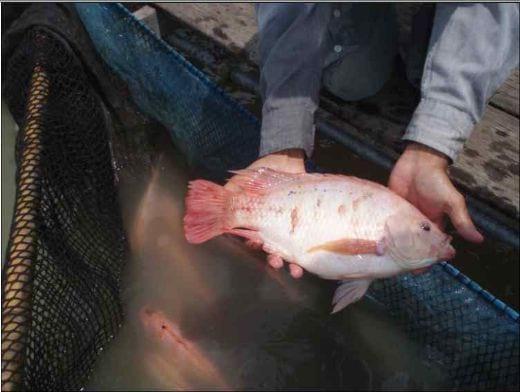 Advances in fish health management: Vaccination of tilapia against Streptococcus agalactiae - Image 1