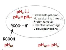 Acidifiers in Swine - Image 2