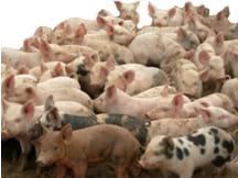 Acidifiers in Swine - Image 3