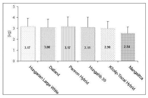 Genotype effect on the palatability of the pork loin - Image 1