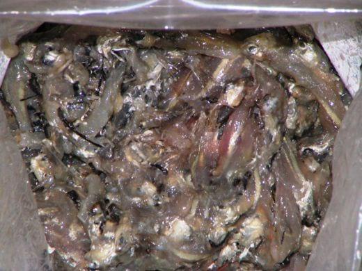 FishForm Plus® – the solution for improved fishmeal quality through prolonged freshness of trash fish - Image 4