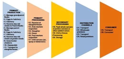 Control of Salmonella and other pathogens in broilers – the importance of a coherent approach - Image 2