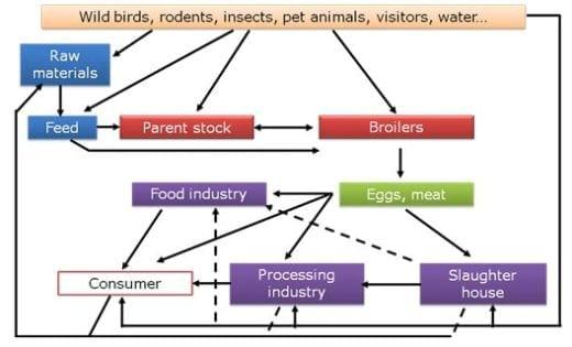 Control of Salmonella and other pathogens in broilers – the importance of a coherent approach - Image 3