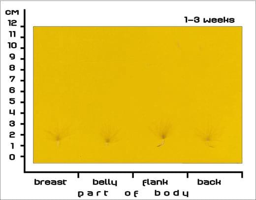 Timing Feather Plucking to Natural Moult in Gray Landes Geese - Image 1