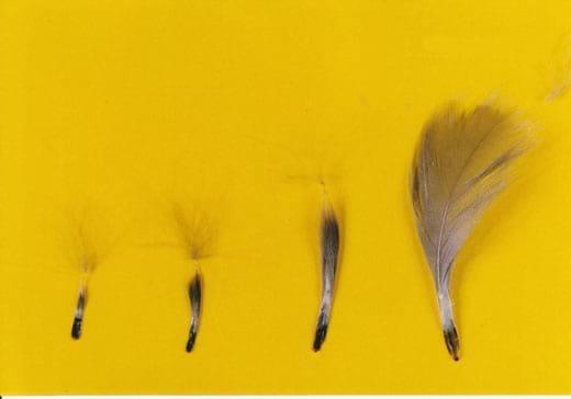 Timing Feather Plucking to Natural Moult in Gray Landes Geese - Image 2