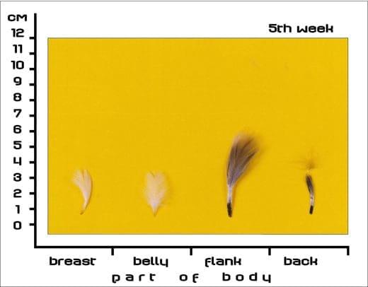 Timing Feather Plucking to Natural Moult in Gray Landes Geese - Image 4