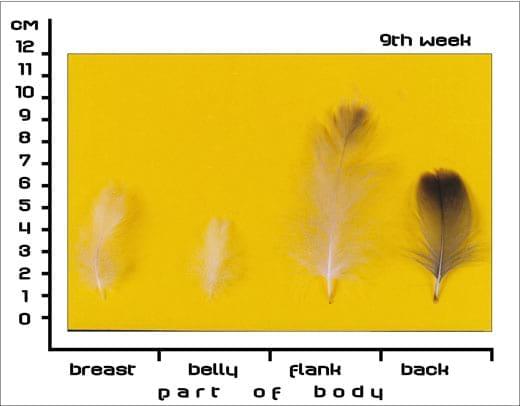 Timing Feather Plucking to Natural Moult in Gray Landes Geese - Image 5